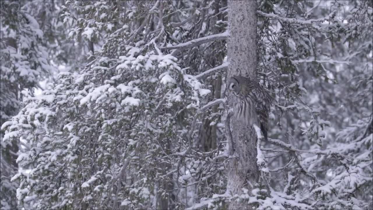 在芬兰针叶林的寒冷冬日和大雪中，大灰猫头鹰坐在一根老树枝上视频素材