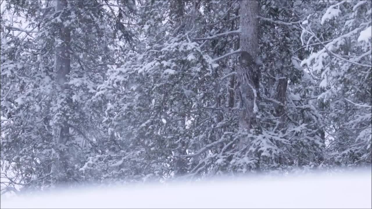 在芬兰针叶林的寒冷冬日和大雪中，大灰猫头鹰坐在一根老树枝上视频素材