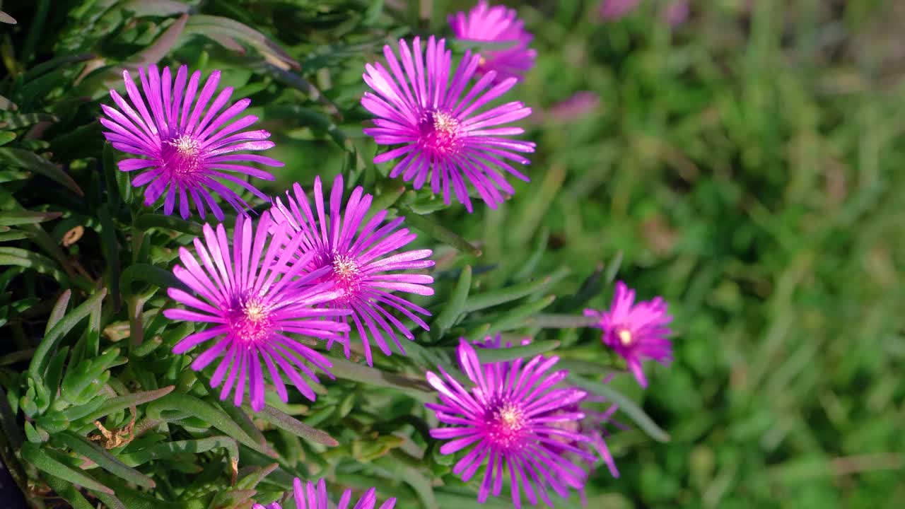 金盏花，紫色的花，光州，韩国视频素材