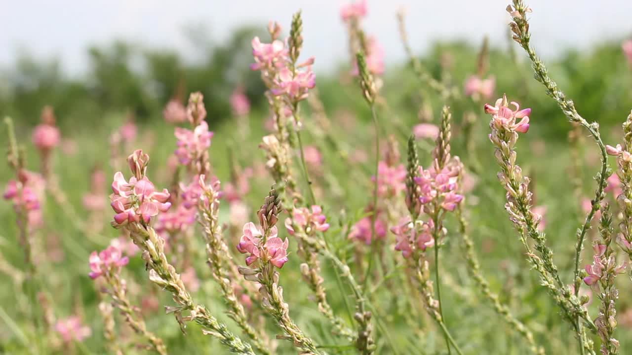 美丽的红豆草野花在阳光明媚的夏日里慢慢地从微风中摇曳视频素材