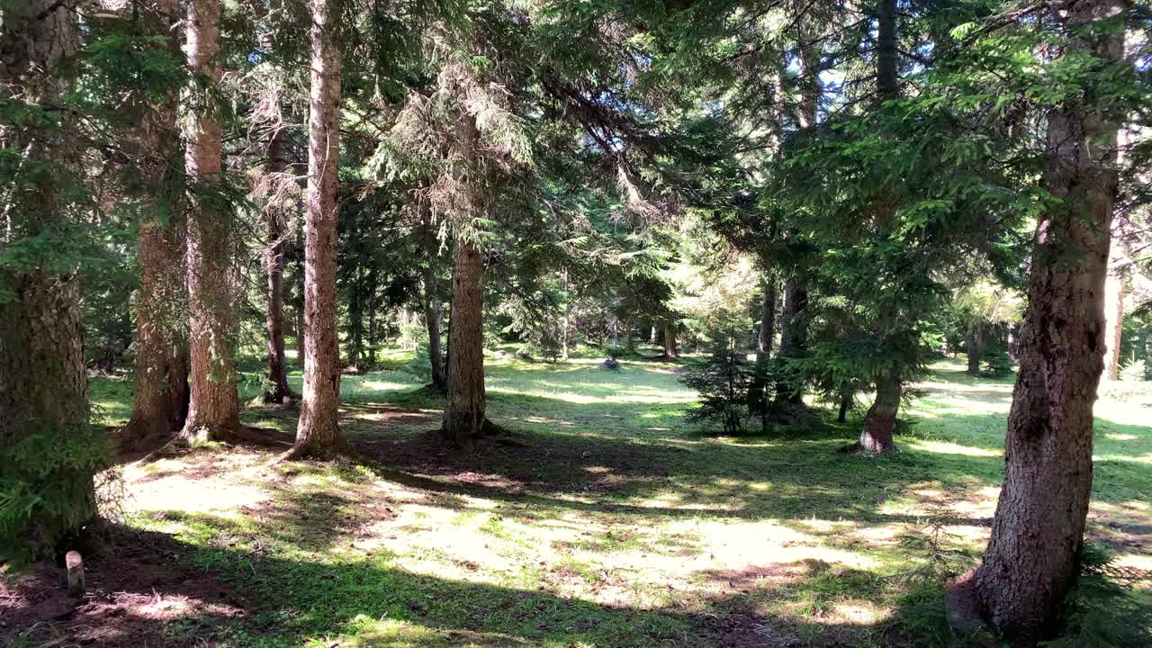 在土耳其黑海地区(东北部)特拉布松市的一座高山中捕捉到野生植物和松树的镜头。阳光明媚的日子里，美丽的自然景色。视频素材