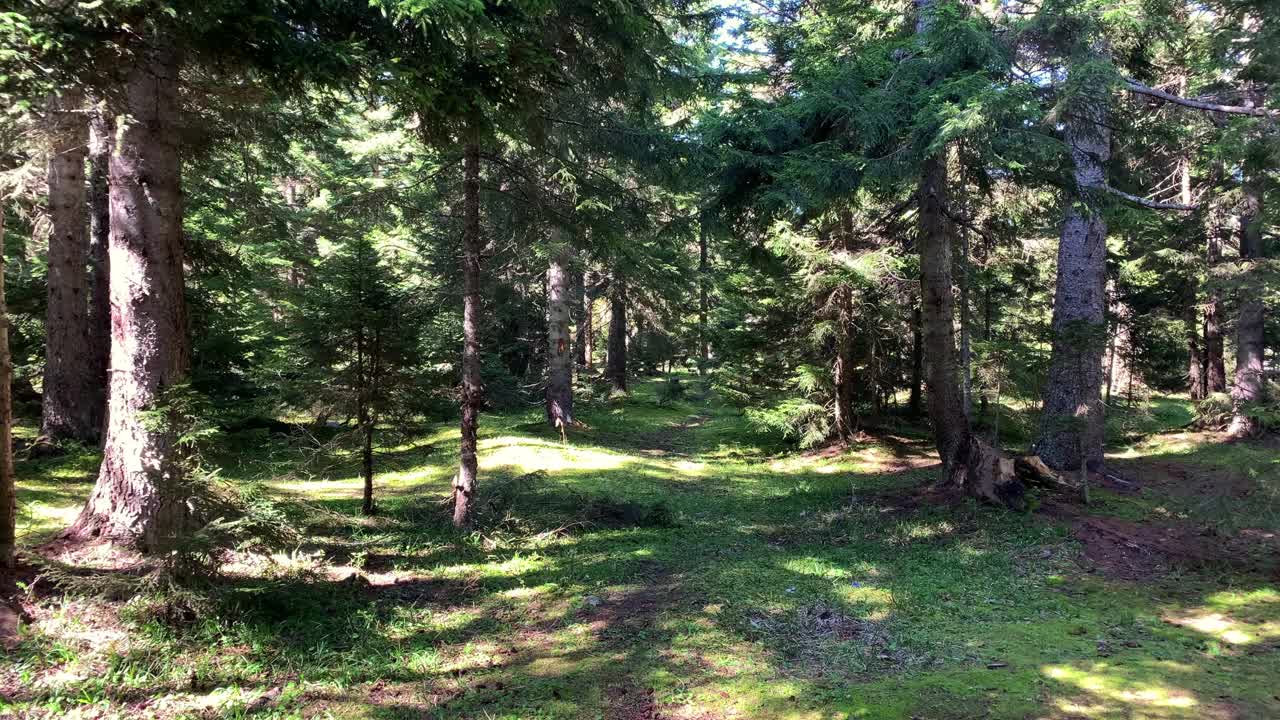 在土耳其黑海地区(东北部)特拉布松市的一座高山中捕捉到野生植物和松树的镜头。阳光明媚的日子里，美丽的自然景色。视频素材