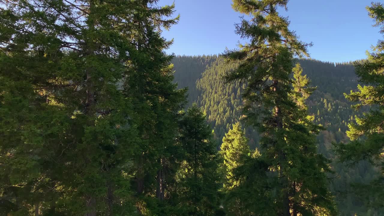 在土耳其黑海地区特拉布宗市拍摄的山脉和松树林的镜头。阳光明媚的日子里，美丽的自然景色。视频素材