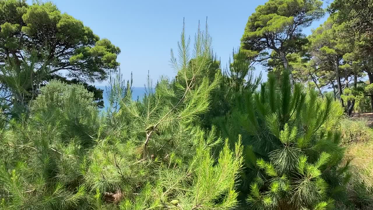 阳光明媚的夏日，地中海沿岸针叶林中的松树。郁郁葱葱的松树的树枝。常绿的松树和冷杉。美丽的针叶树在茂密的树林在海边。森林里田园诗般的夏日视频素材