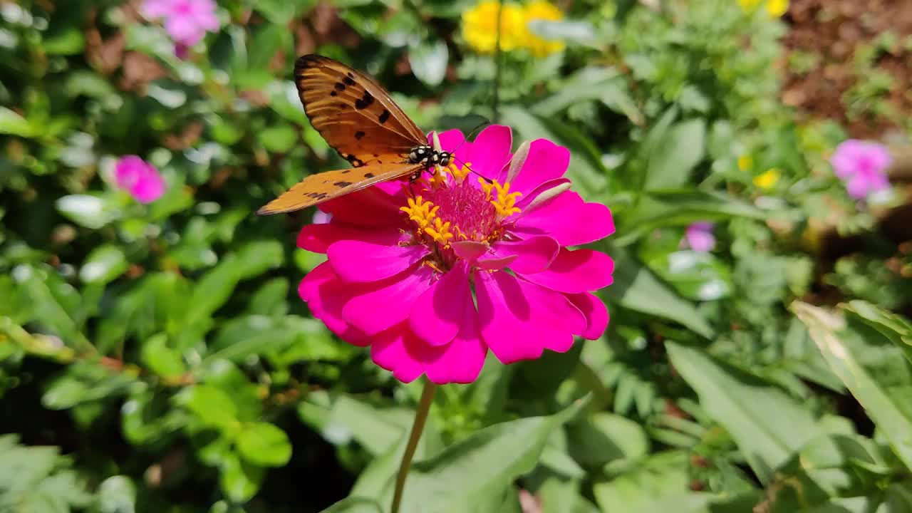 一只蝴蝶从花中吸蜜视频素材