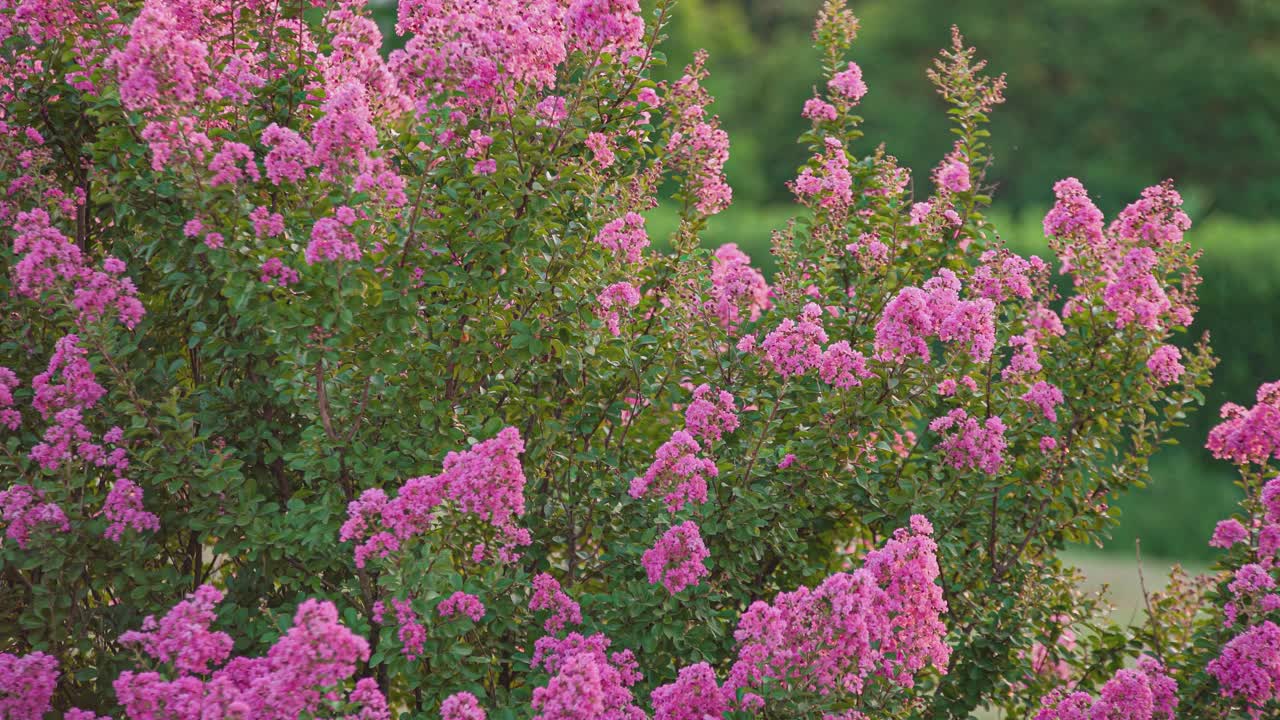 Lagerstroemia植物开花视频素材