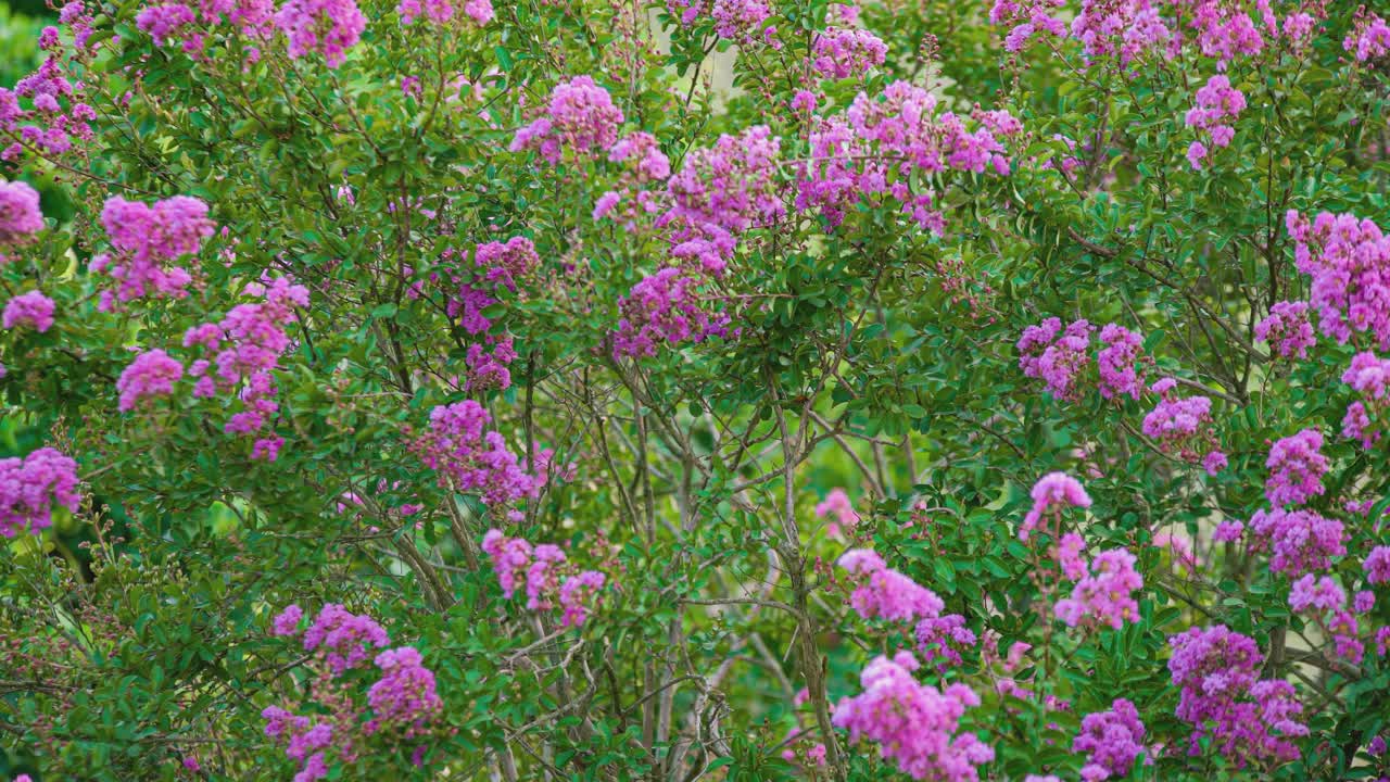 Lagerstroemia植物开花视频素材