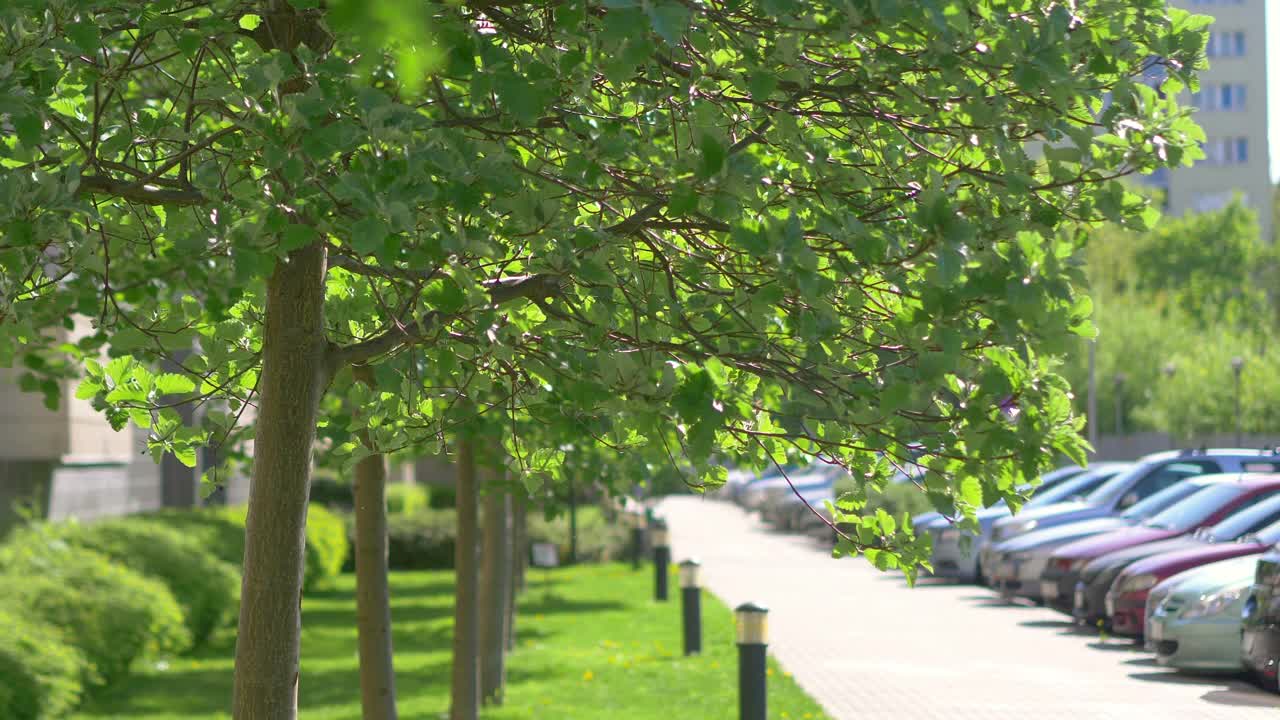 街道上绿油油的小树叶，4K慢镜头60帧视频素材