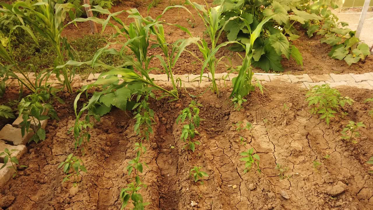 植物从干裂的土地上生长视频素材