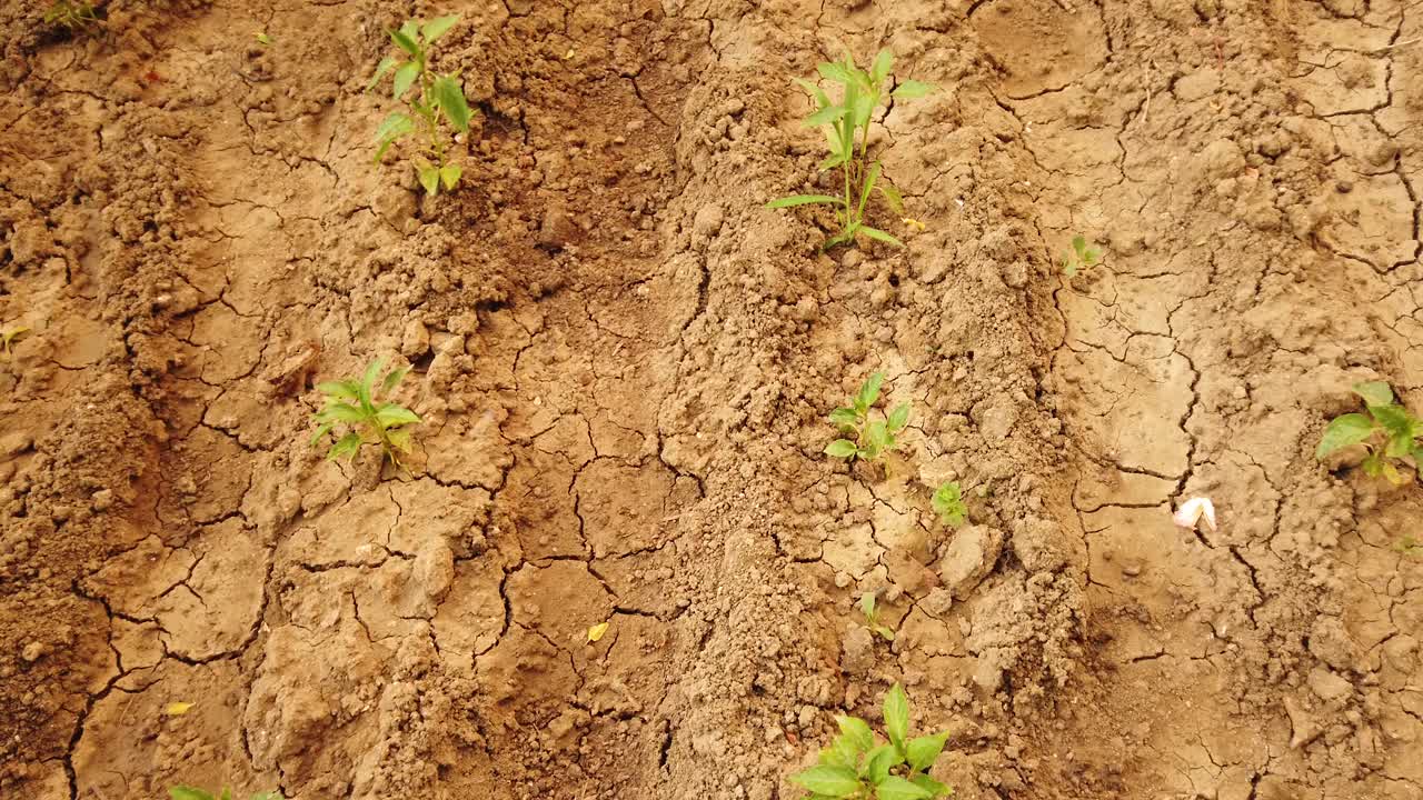 植物从干裂的土地上生长视频素材