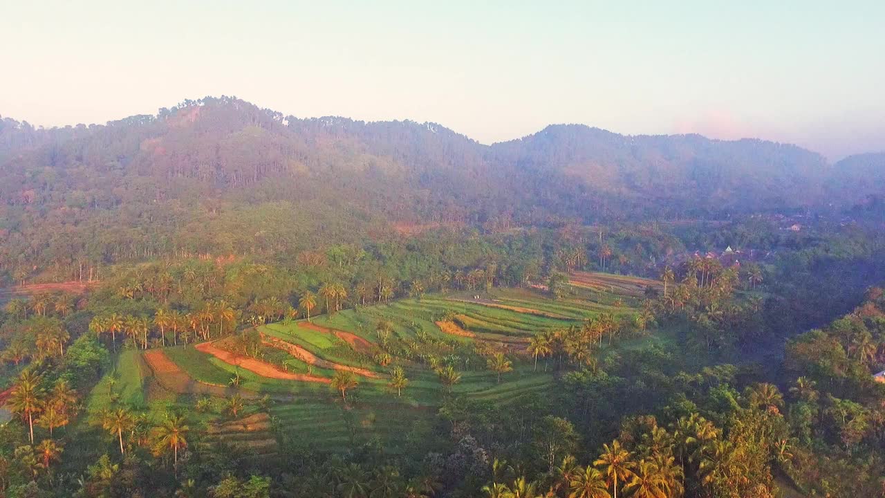 航拍的印度尼西亚农村景观稻田在早上视频素材