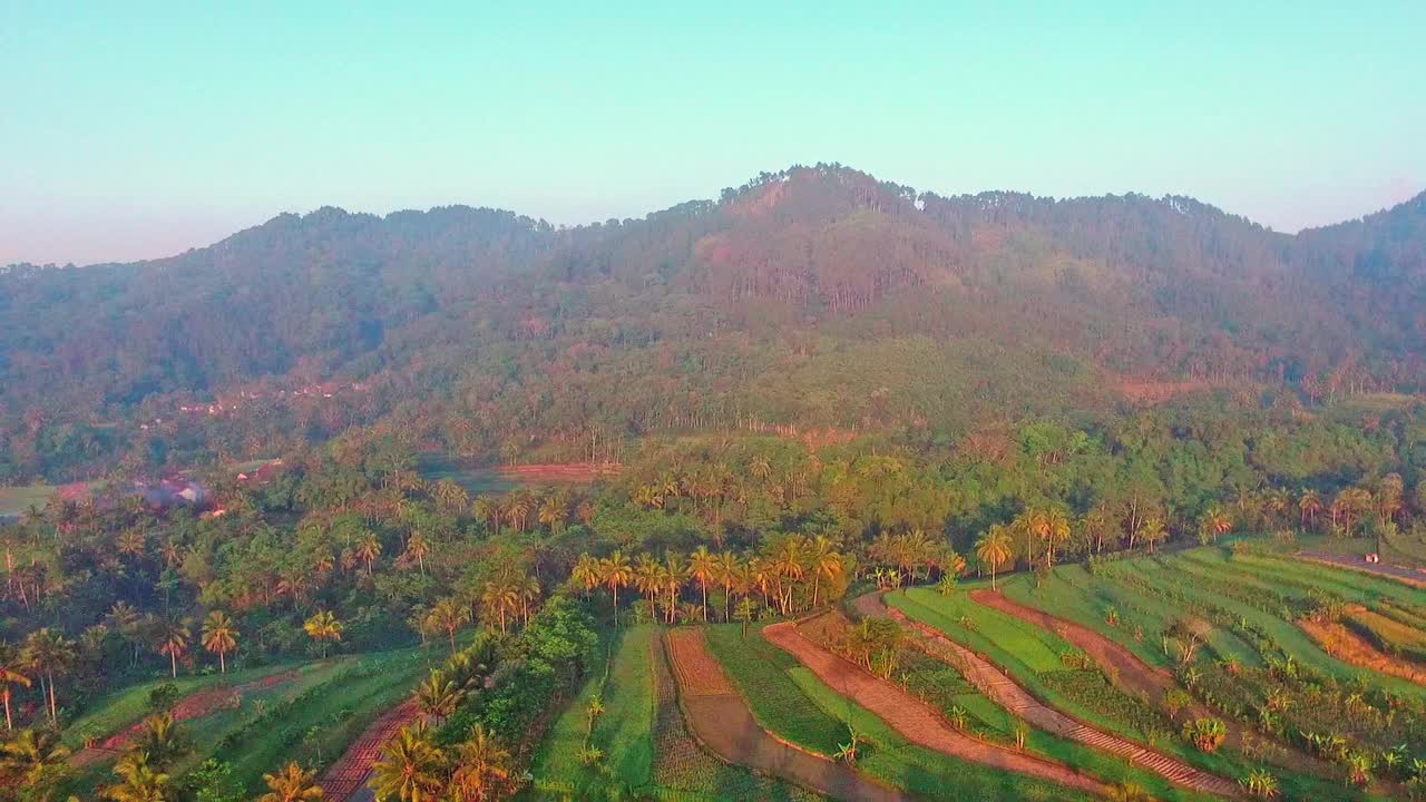 航拍的印度尼西亚农村景观稻田在早上视频素材