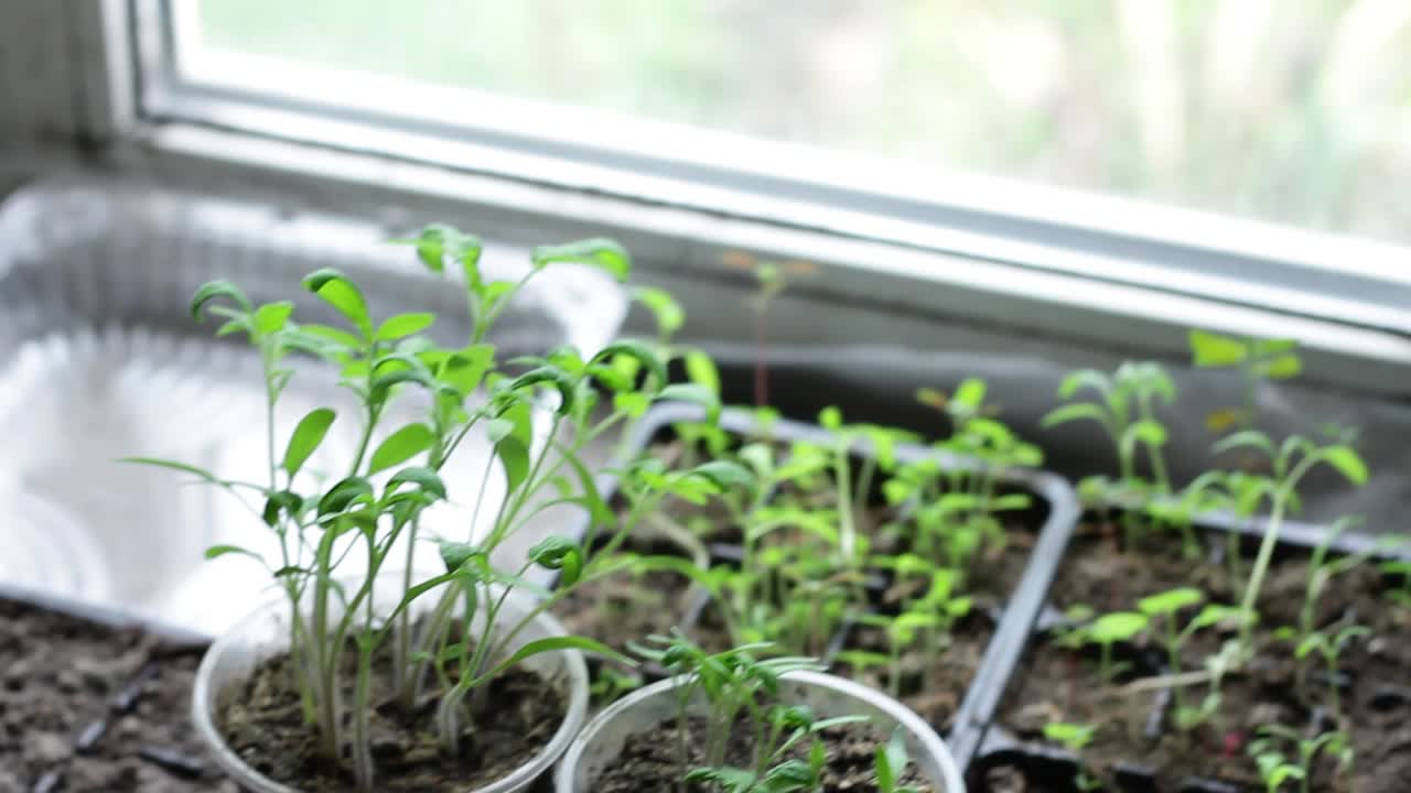 年轻多汁的绿草生长在杯子上的阳光和平，特写视频素材