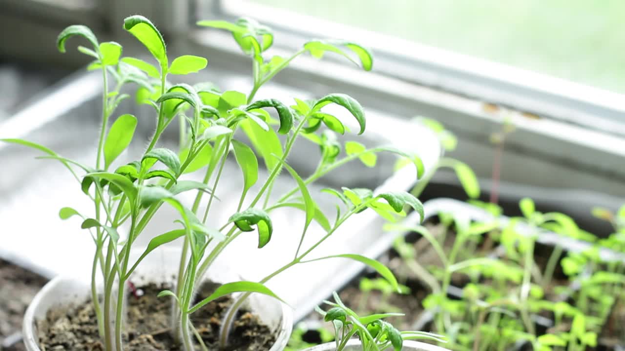 在阳光明媚的天气里，装在塑料杯里的嫩多汁的绿色番茄幼苗站在一个安静的地方视频素材