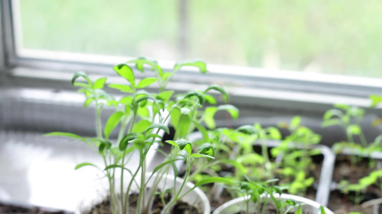 年轻多汁的绿草生长在杯子上的阳光和平，特写视频素材