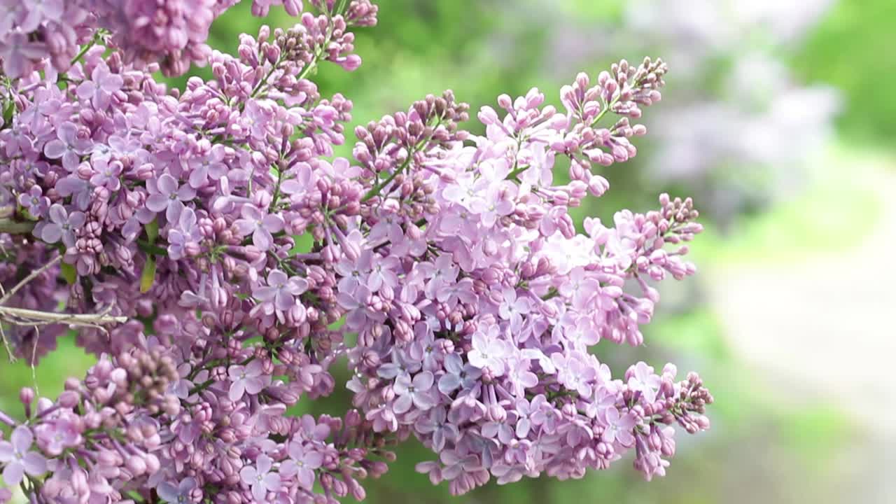 在阳光明媚的日子里，娇嫩芬芳的丁香在微风中摇曳视频素材