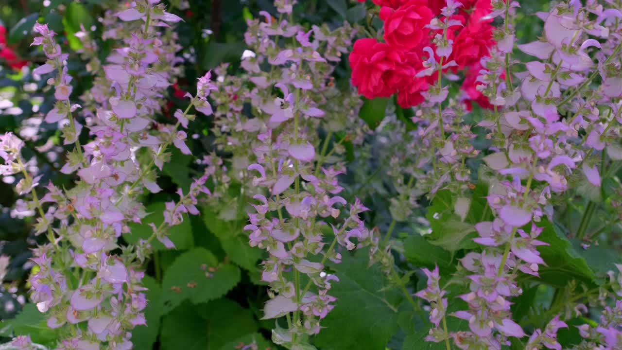 紫色鼠尾草花淋浴期间的特写。视频素材