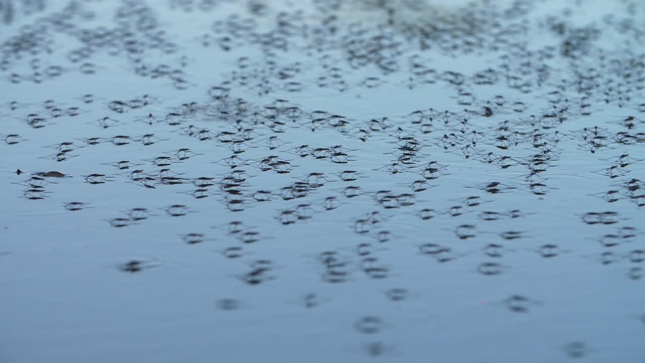 池塘的撇水器在水面上视频素材