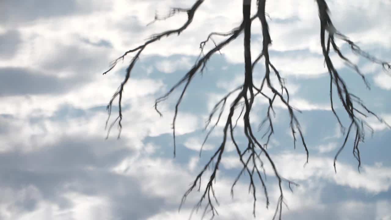 水树反射的镜头视频素材