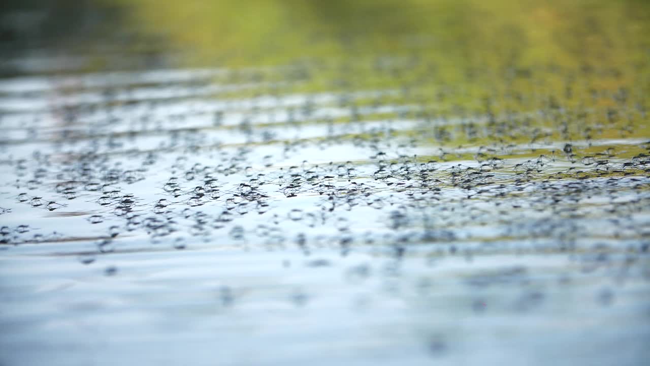 池塘的撇水器在水面上视频素材