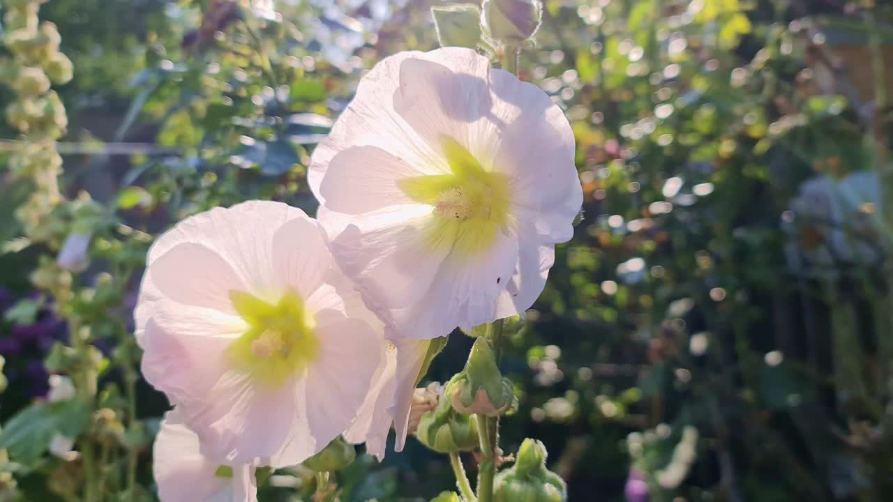 白花Stockroses在一个新鲜和绿色的背景上视频素材