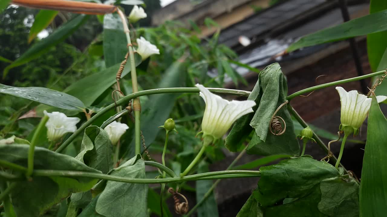 党参是桔梗科开花植物的一个属视频素材