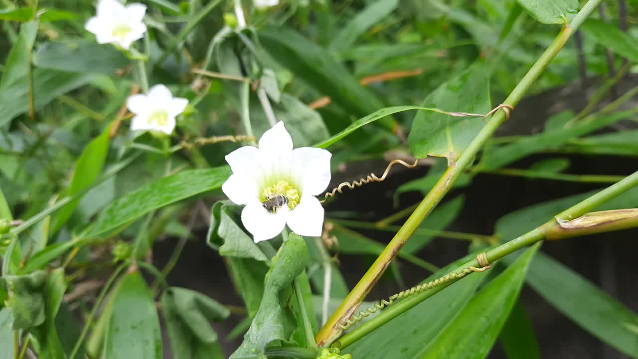 党参是桔梗科开花植物的一个属视频素材