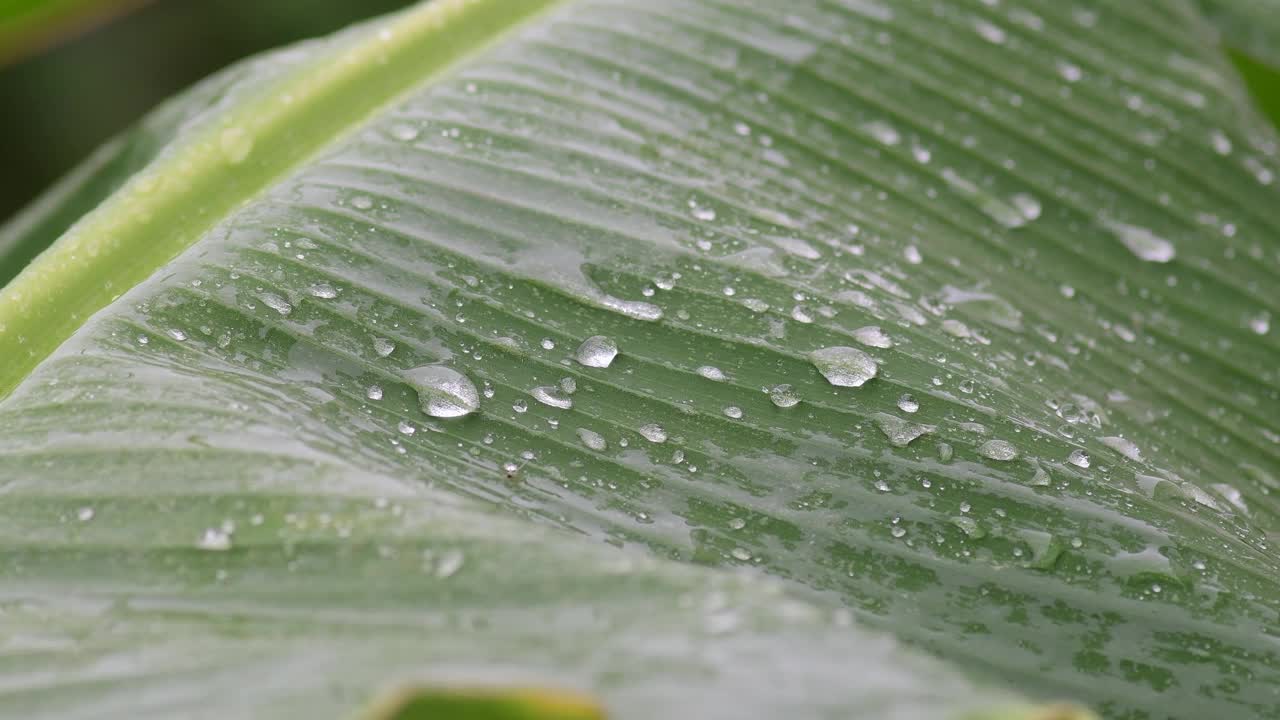 雨滴落在香蕉叶上视频素材