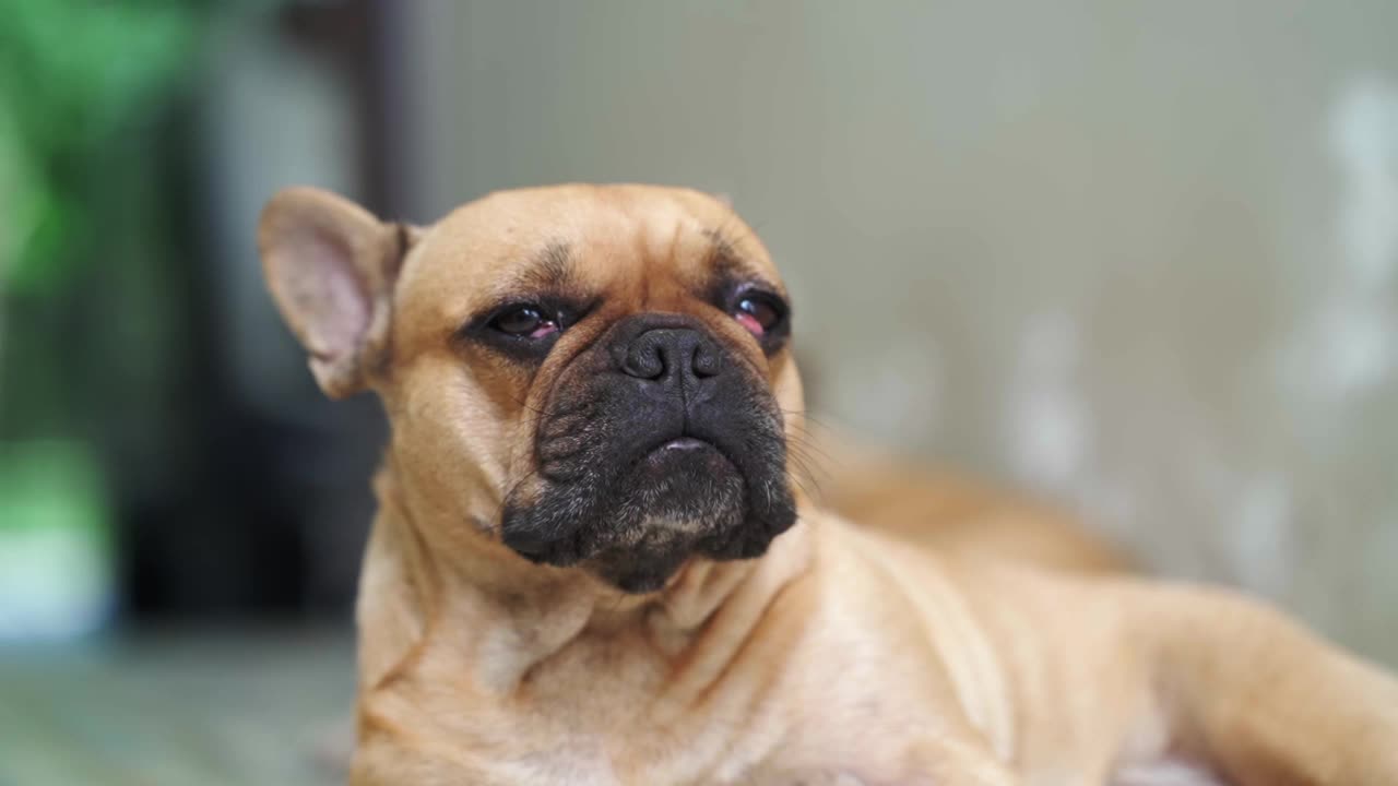 打哈欠的法国斗牛犬躺在室内地板上。视频素材