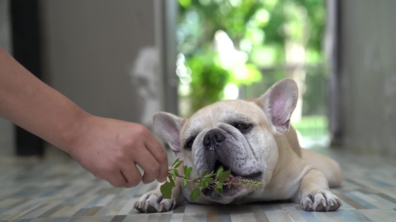 法国斗牛犬在室内吃草药。视频素材