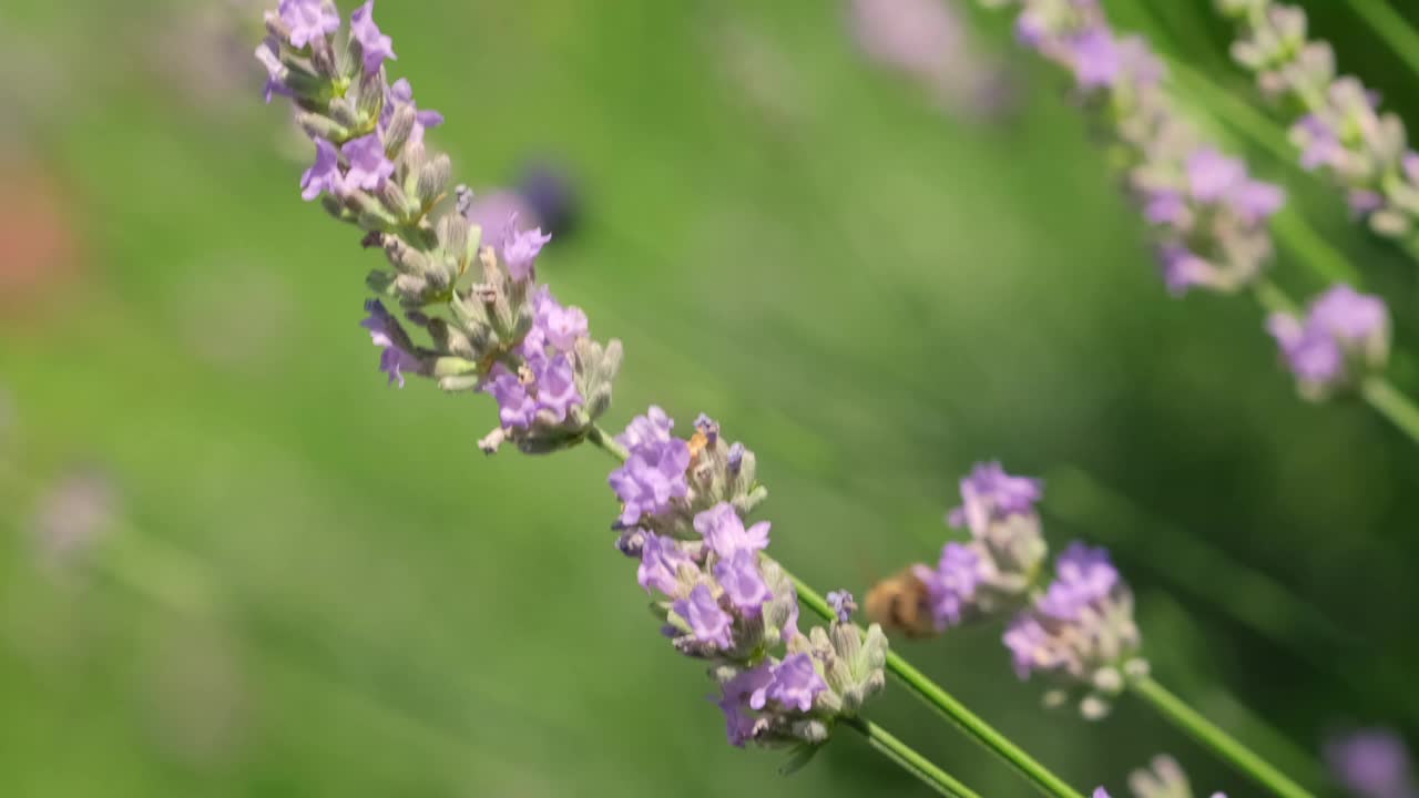 蜜蜂用慢动作给薰衣草花授粉。视频素材