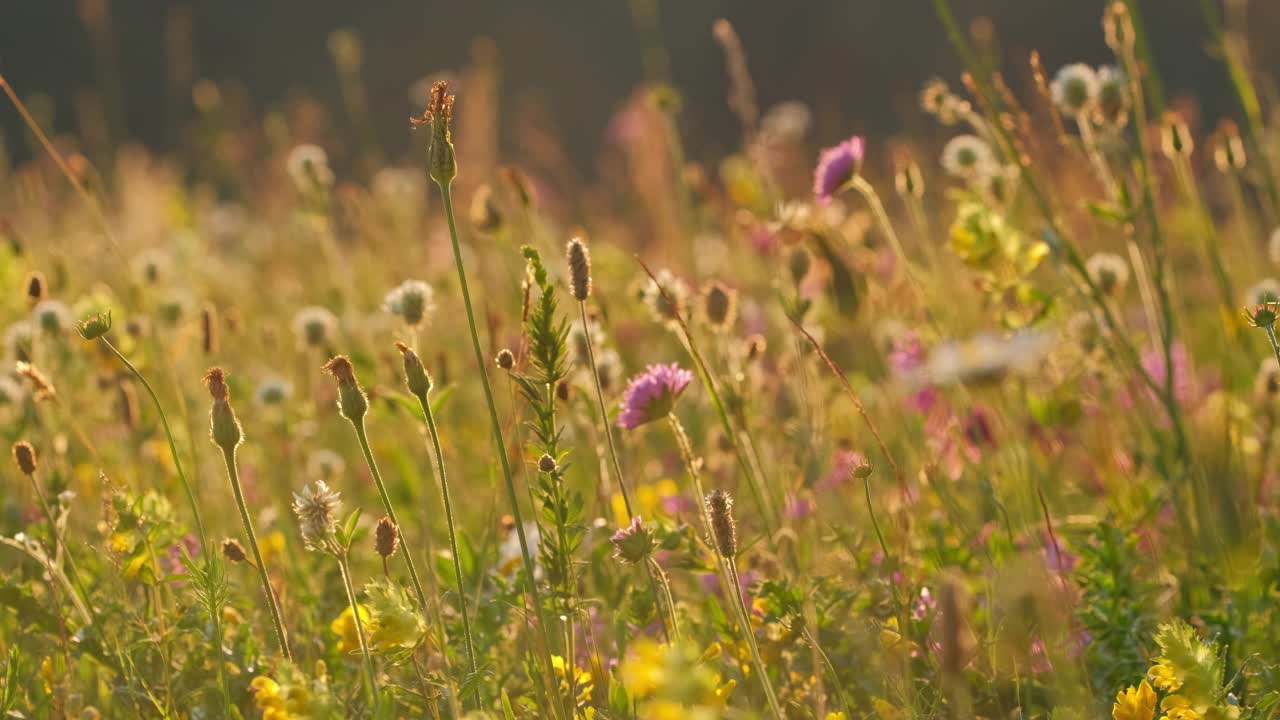 镜头缓慢地移动在高山草甸与五颜六色的鲜花视频素材