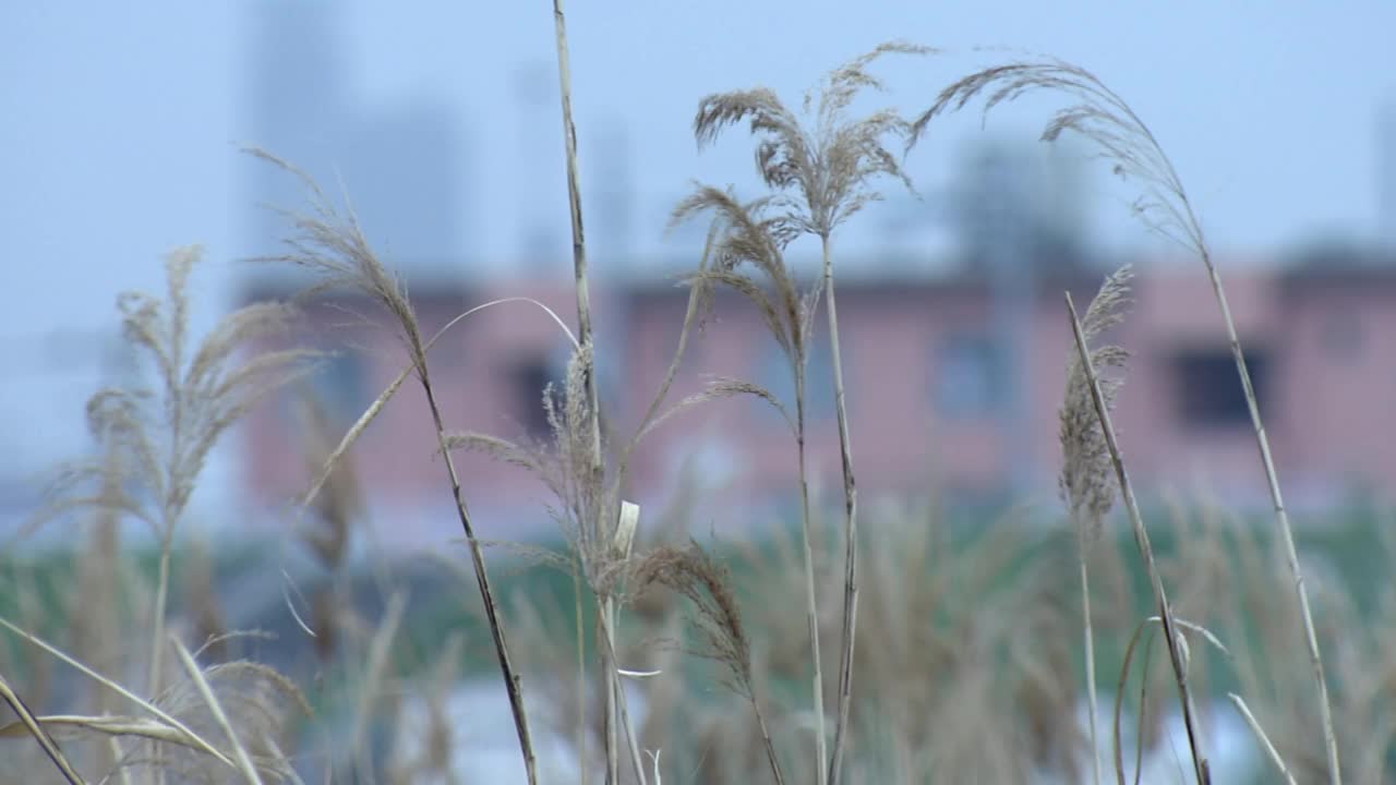 日本东京，风中摇曳的芦苇视频素材