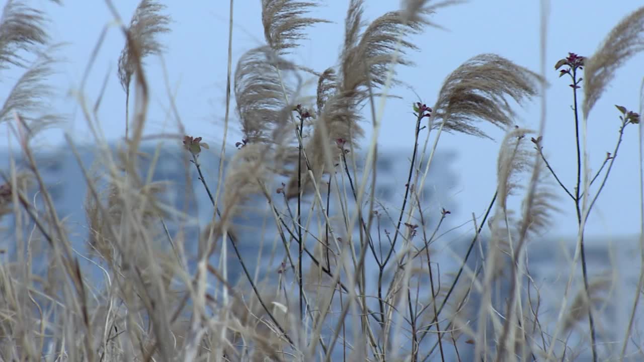 日本东京，风中摇曳的芦苇视频素材