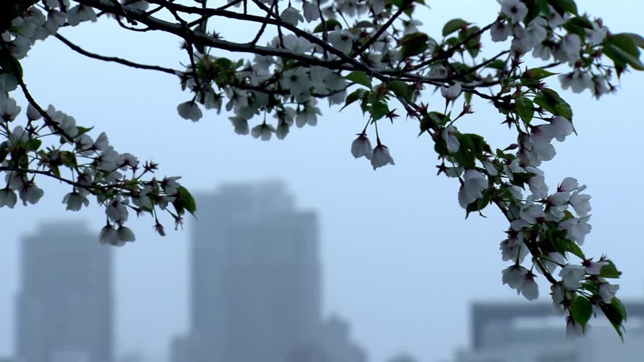 日本东京，阴天下的樱花枝条视频素材