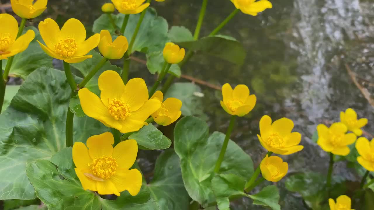 黄色的花视频素材