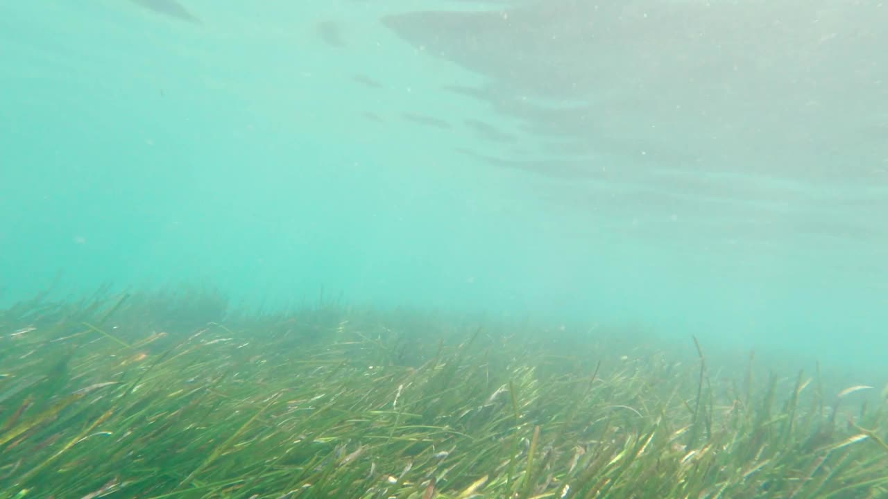 水下海洋生物视频素材