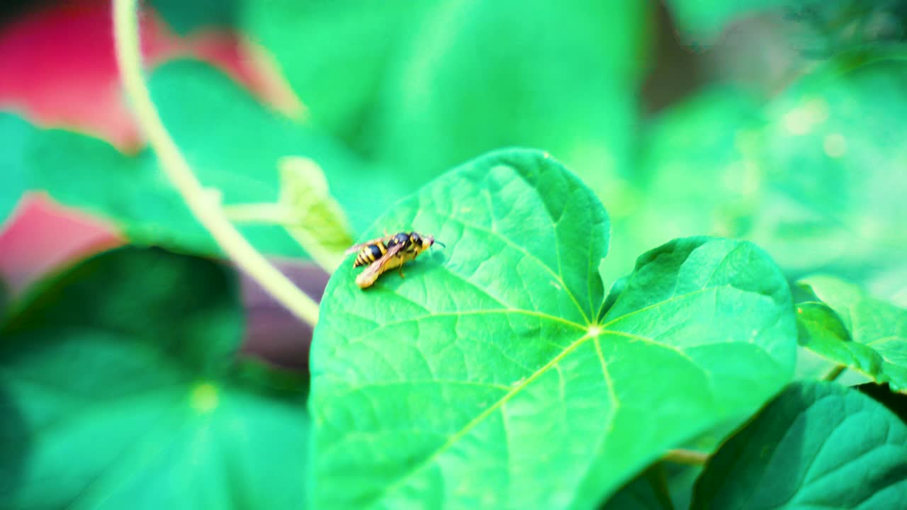 在mandiles黄蜂紧紧抓住蝴蝶毛虫。残酷的野生动物微观世界。视频素材