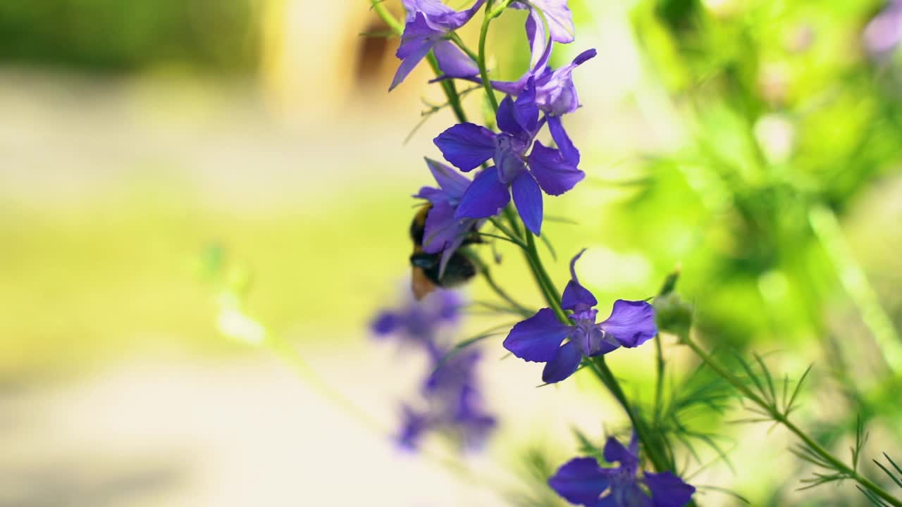 在夏日阳光明媚的花园里，辛勤劳作的小大黄蜂在采集紫飞燕草(飞燕草)的花粉。视频素材