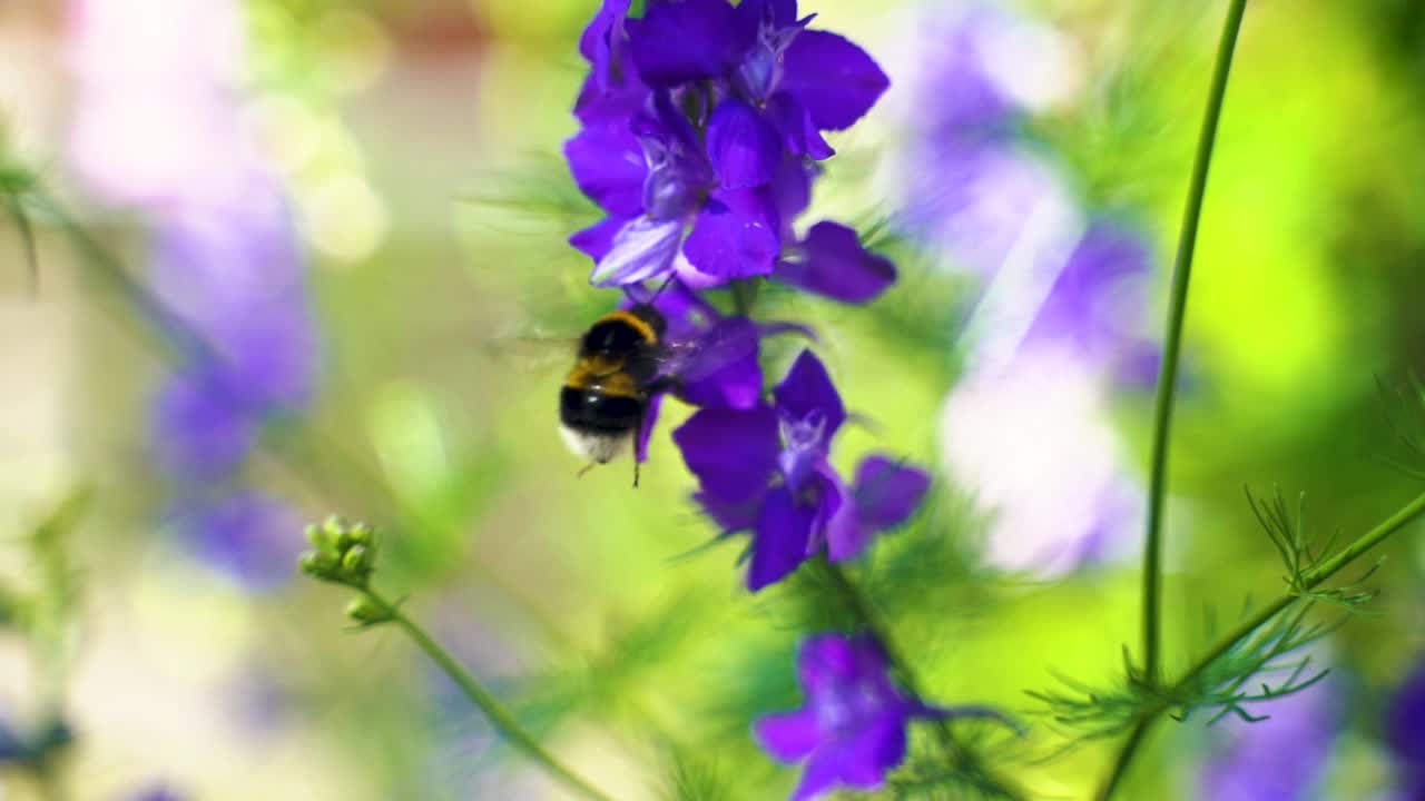 在夏日阳光明媚的花园里，辛勤劳作的小大黄蜂在采集紫飞燕草(飞燕草)的花粉。视频素材