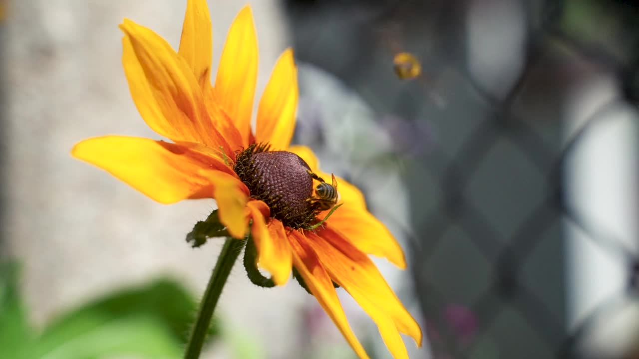 在夏日阳光明媚的花园里，辛勤劳作的小蜜蜂从黄色的红蕊花上采集花粉。视频素材