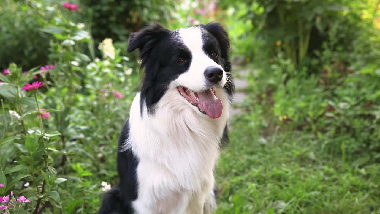 可爱微笑小狗的户外肖像边境牧羊犬坐在草地公园的背景。在阳光明媚的夏日里，有一张滑稽脸的小狗在户外。宠物护理和有趣的动物生活理念视频素材