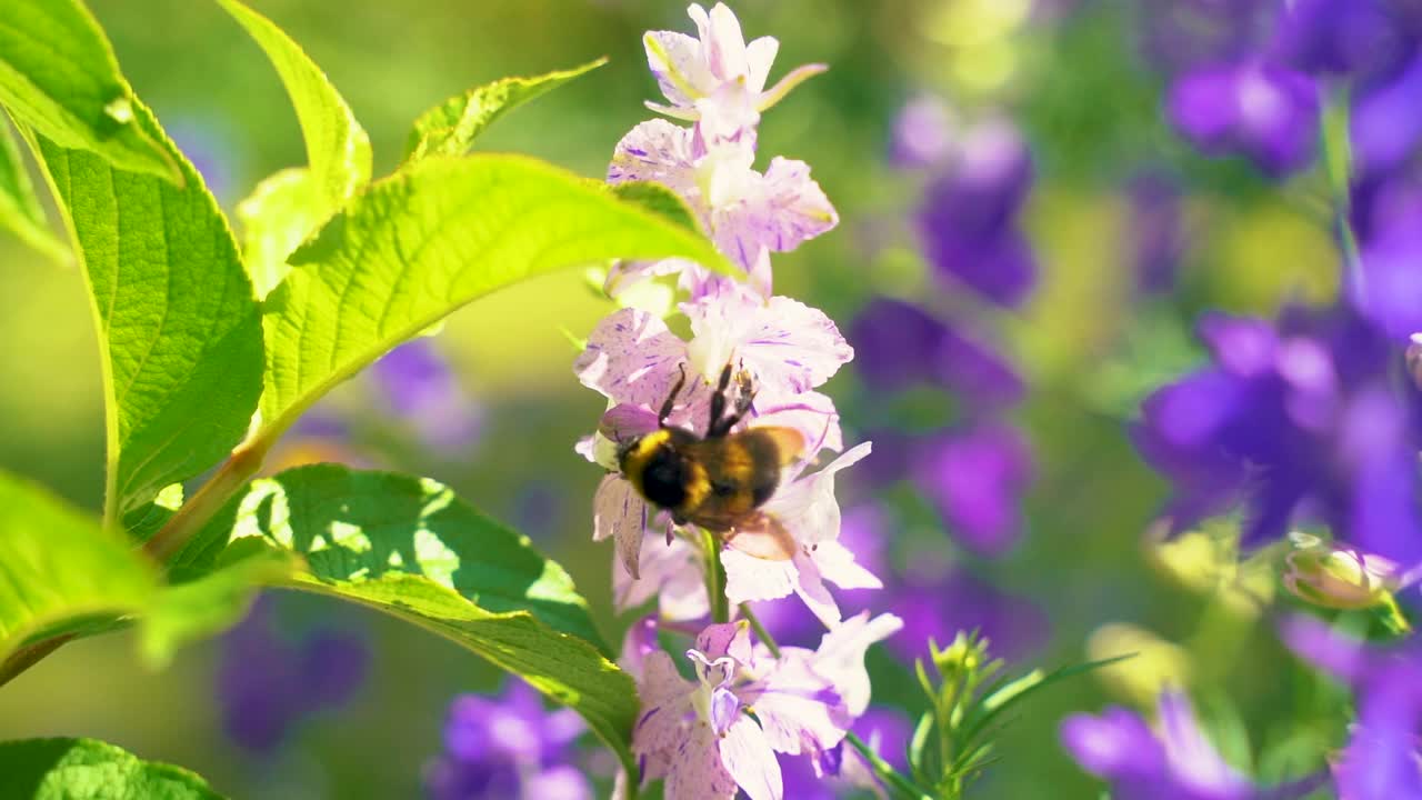 在夏日阳光明媚的花园里，辛勤工作的小大黄蜂正在采集粉红色高山飞燕草(飞燕草)花的花粉。视频素材