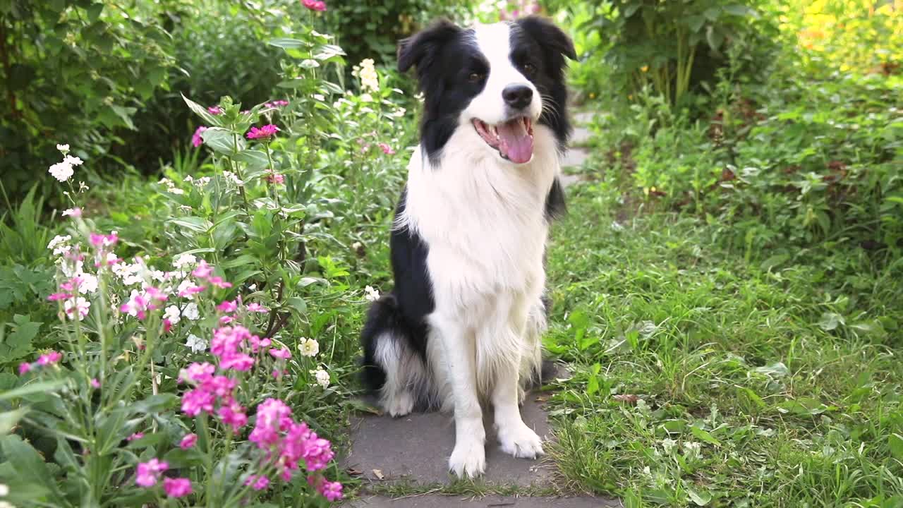 可爱微笑小狗的户外肖像边境牧羊犬坐在草地公园的背景。在阳光明媚的夏日里，有一张滑稽脸的小狗在户外。宠物护理和有趣的动物生活理念视频素材