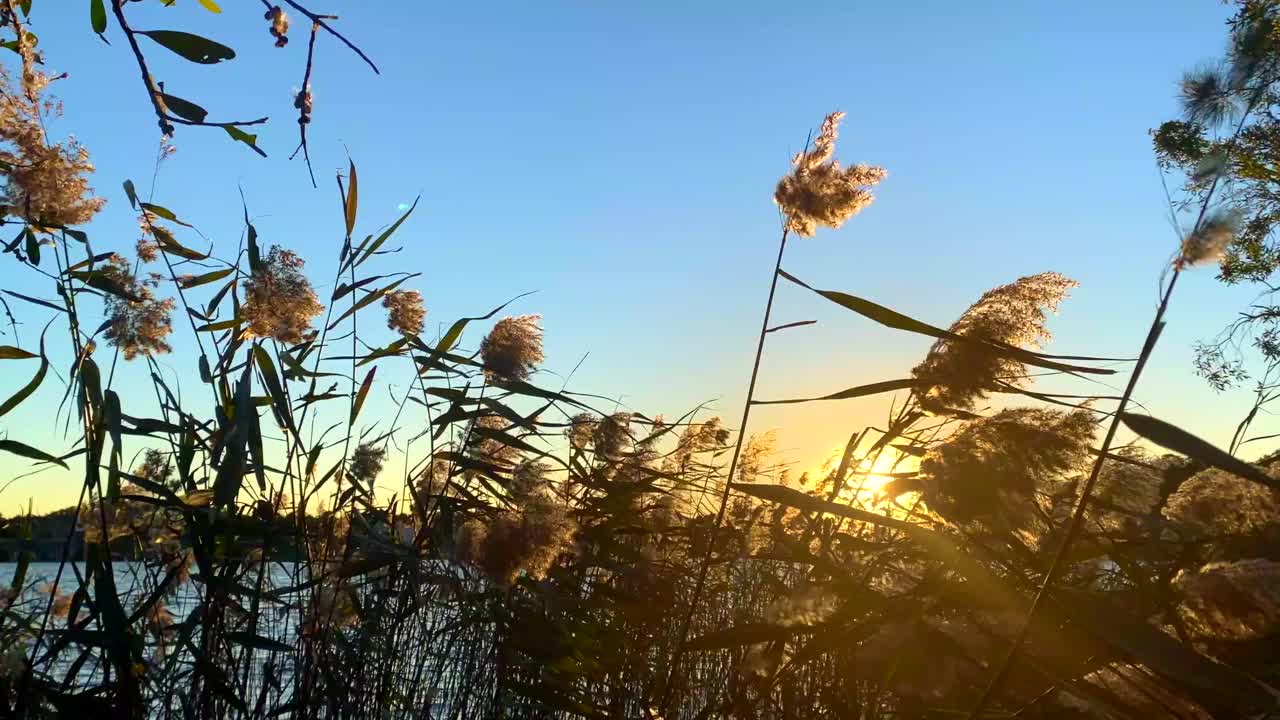 高高的芦苇草随风摇摆在湖高芦苇草视频素材