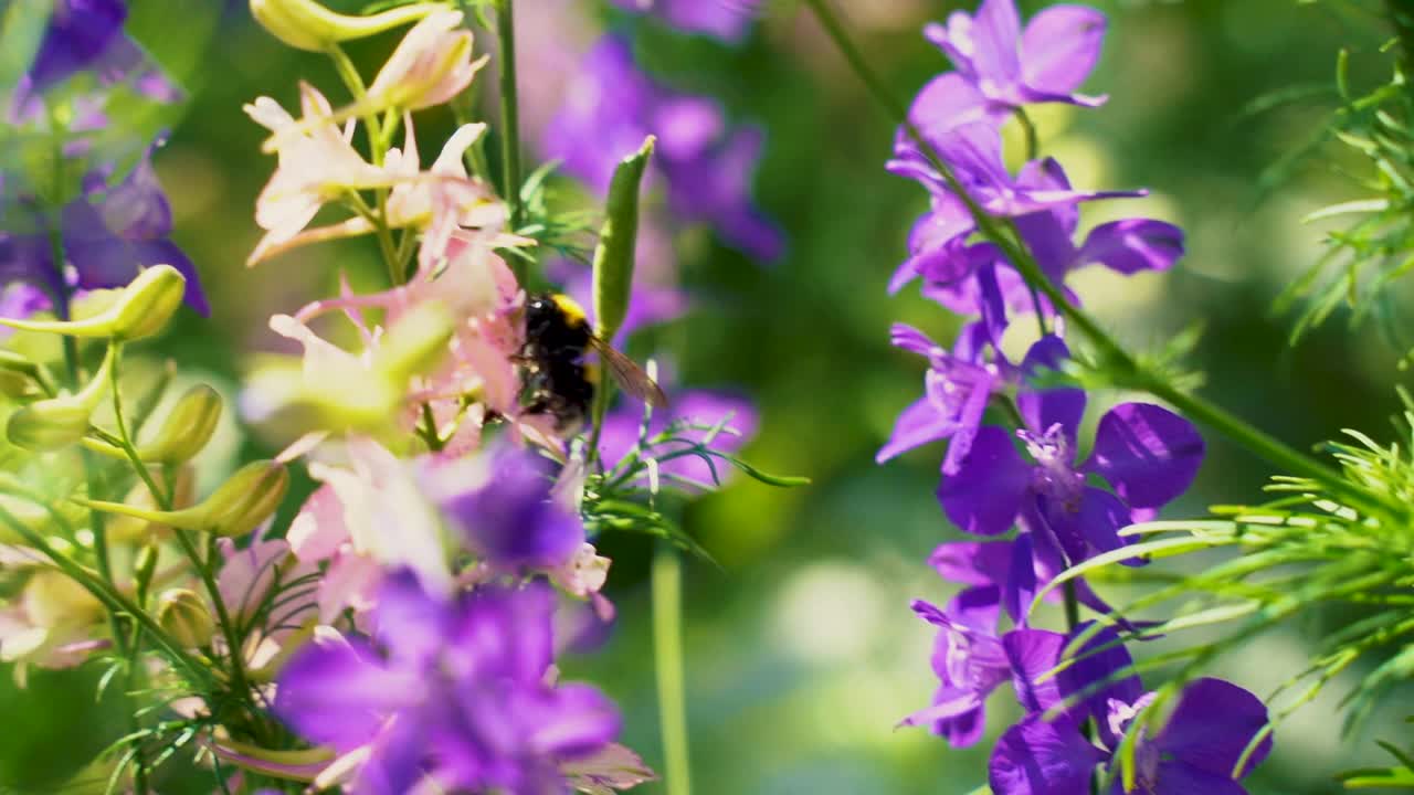 在夏日阳光明媚的花园里，辛勤工作的小大黄蜂正在采集粉红色高山飞燕草(飞燕草)花的花粉。视频素材