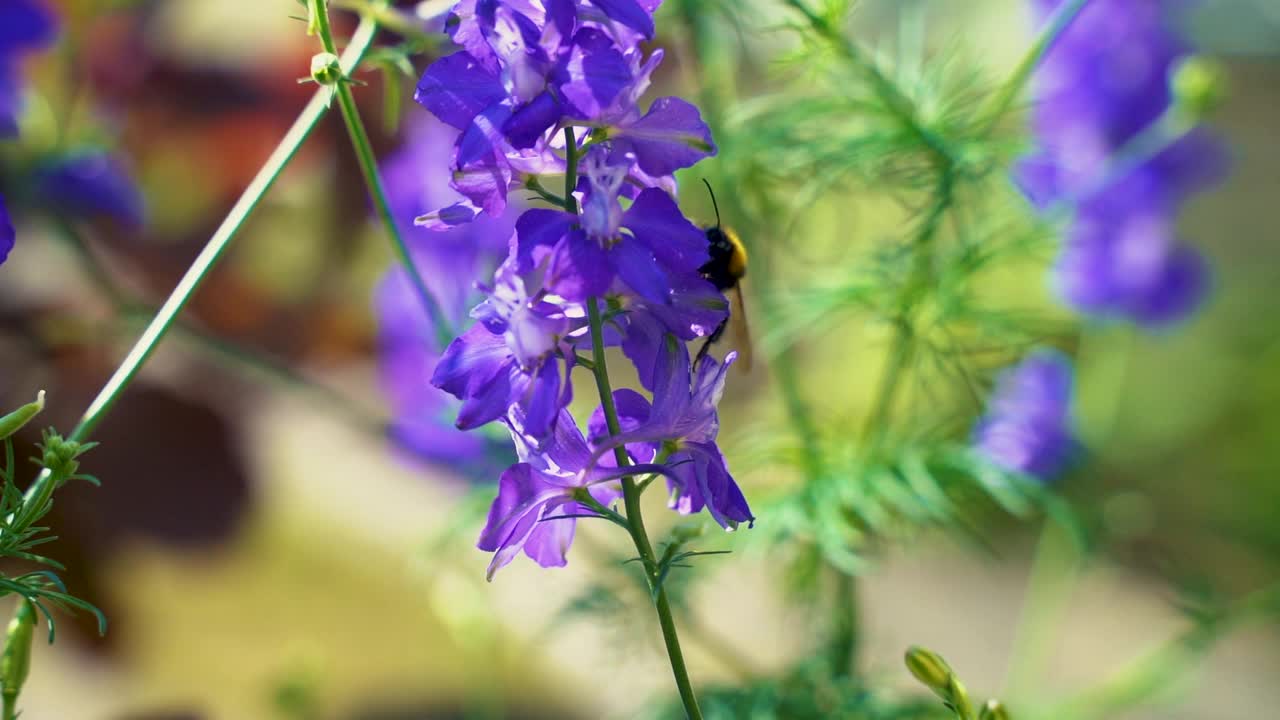 在夏日阳光明媚的花园里，辛勤劳作的小大黄蜂在采集紫飞燕草(飞燕草)的花粉。视频素材