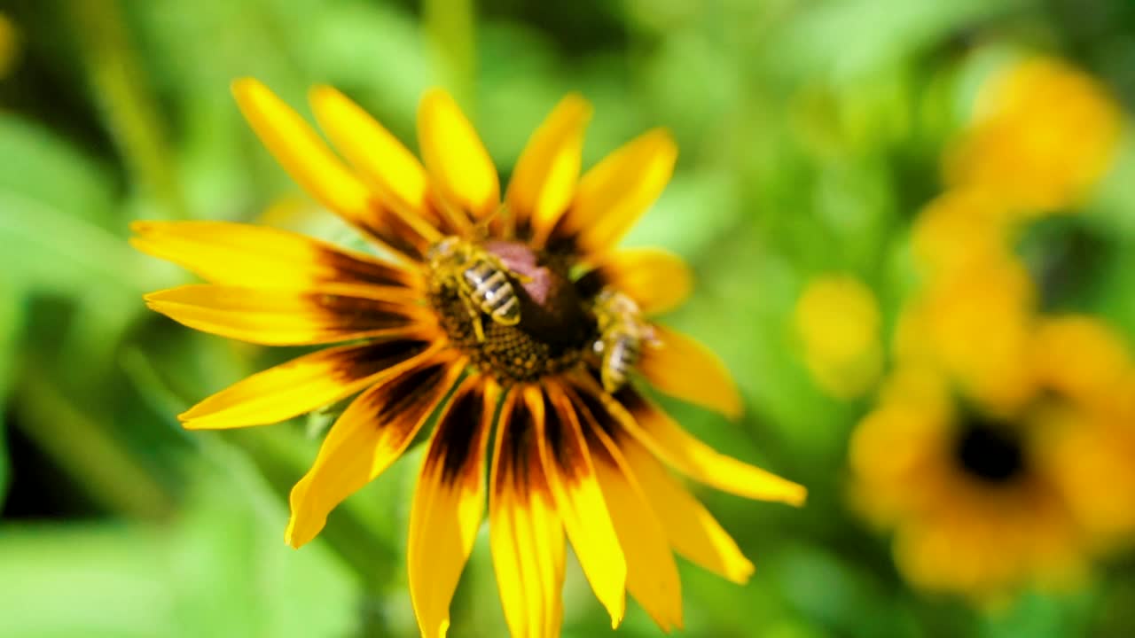 在夏日阳光明媚的花园里，辛勤劳作的小蜜蜂从黄色的红蕊花上采集花粉。视频素材