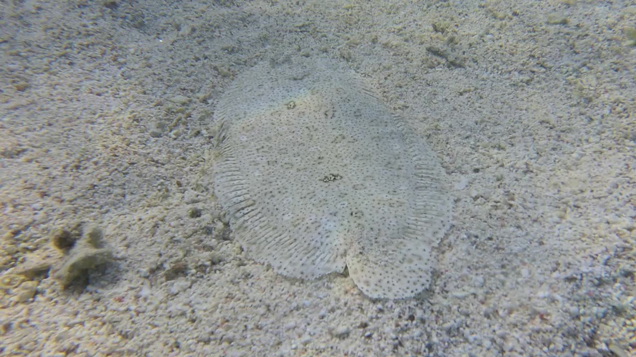 比目鱼在沙底游动。豹鲽或豹鲽(Bothus pantherinus)红海，埃及视频素材