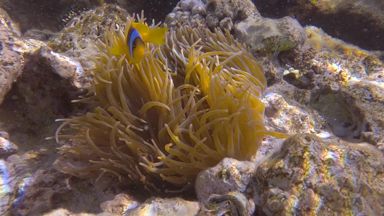 小丑鱼在海葵。红海海葵鱼或三带海葵鱼视频素材